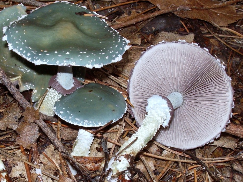 Stropharia caerulea